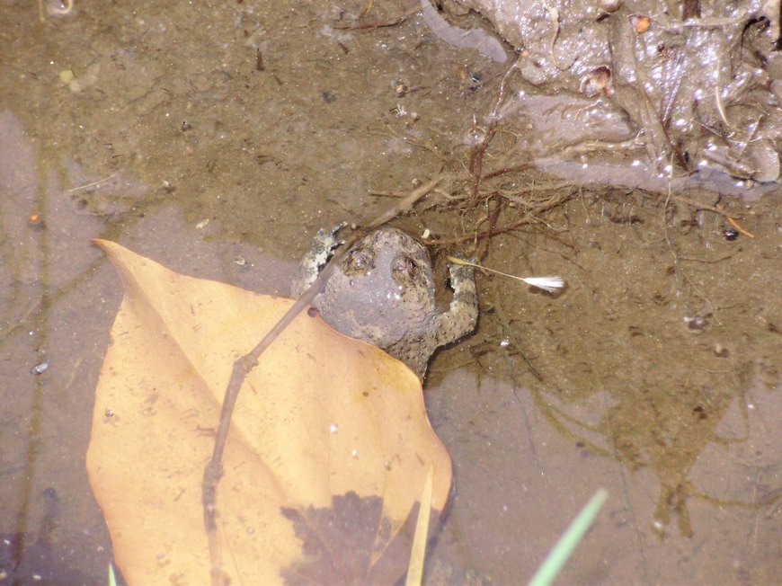Tipologie di habitat dell''ululone nella collina atesina